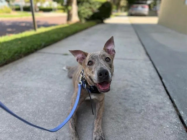 An adult large-sized female Pit Bull Terrier dog named Lady for adoption in Orlando, FL