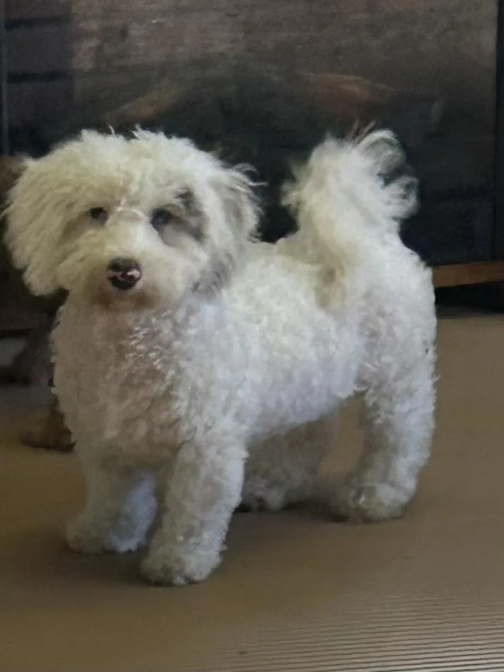 A baby small-sized male Bernedoodle dog named Ice Man for adoption in Elyria, OH