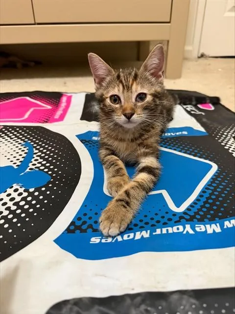 A baby small-sized female Domestic Medium Hair cat named Princess Peach for adoption in San Jose, CA