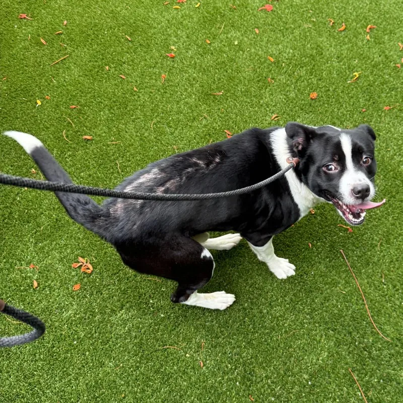 An adult medium-sized male Black Mixed Breed dog named Rocco for adoption in LOXAHATCHEE, FL