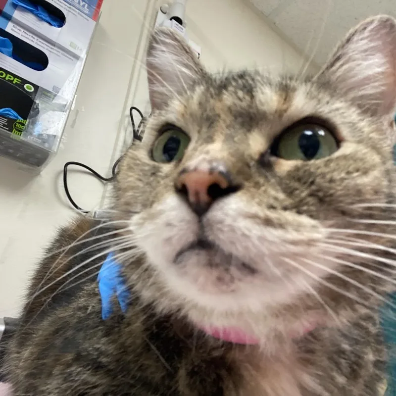A senior medium-sized female Brown / Chocolate Domestic Short Hair cat named Poppy for adoption in Lakeland, FL