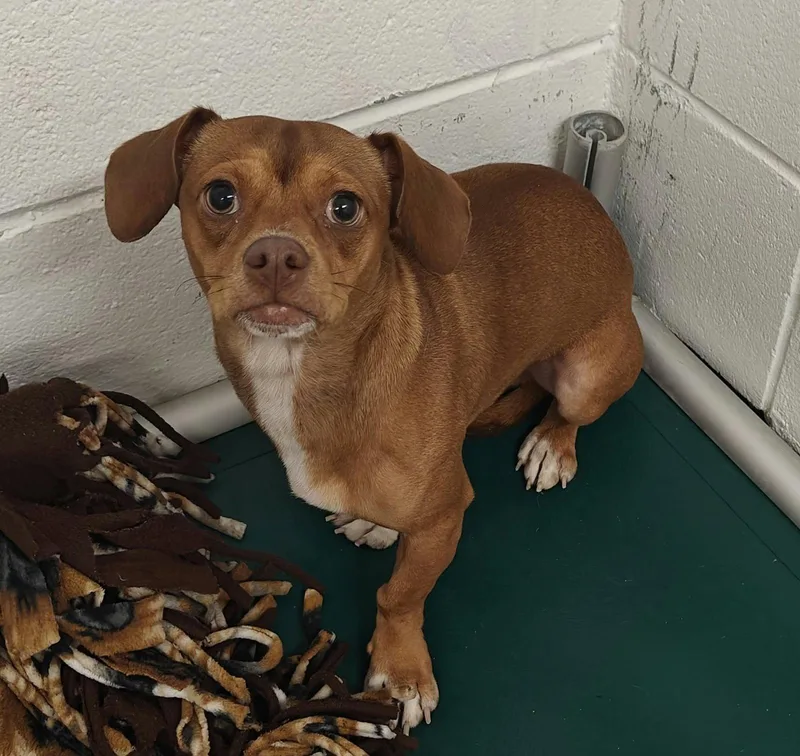 An adult small-sized male Chihuahua dog named Mr. Magoo for adoption in Royal Palm Beach, FL