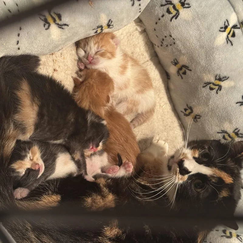 A baby small-sized male Orange & White Calico cat named Dorito for adoption in Wanaque, NJ