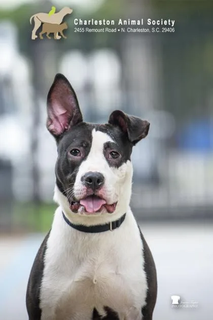 An adult medium-sized female American Staffordshire Terrier dog named a Star for adoption in North Charleston, SC