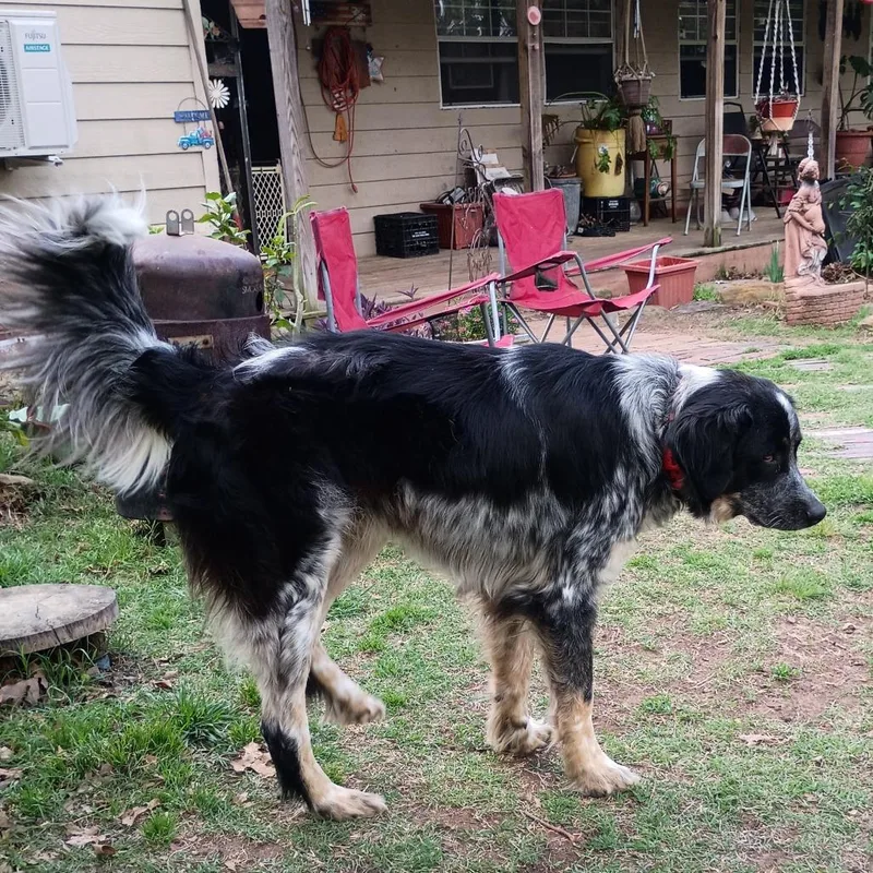 An adult large-sized male Gray / Blue / Silver Collie dog named Greyson for adoption in Tulsa, OK