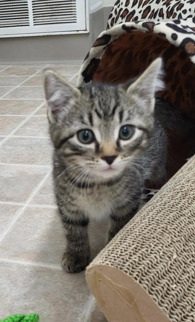 A baby medium-sized female Domestic Short Hair cat named Willow for adoption in Medford, WI