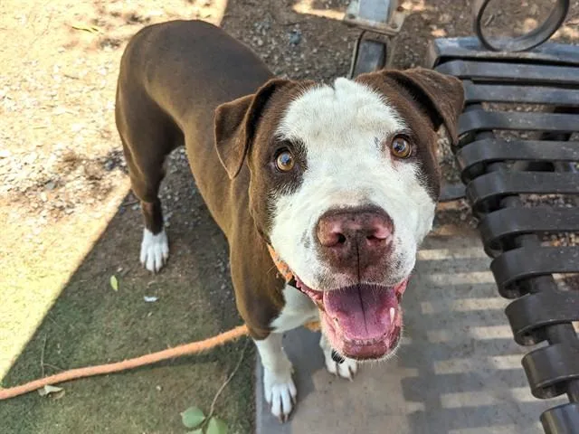 An adult large-sized male Pit Bull Terrier dog named Mercury for adoption in Phoenix, AZ