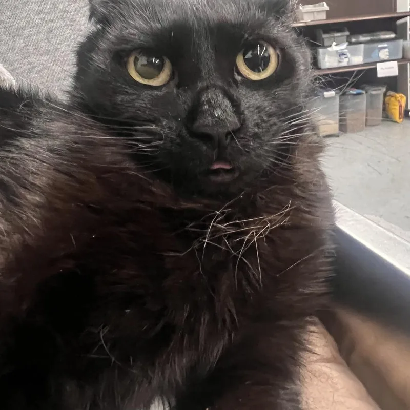 An adult small-sized female Black Domestic Short Hair cat named Plum for adoption in Las Vegas, NV
