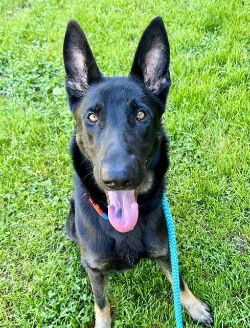 A young large-sized female German Shepherd Dog dog named Little Gianna for adoption in Sacramento, CA