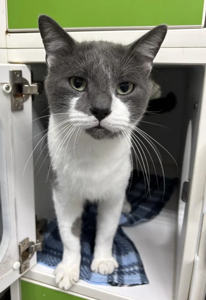 An adult large-sized male Gray & White Domestic Short Hair cat named Timon for adoption in Rochester, IN