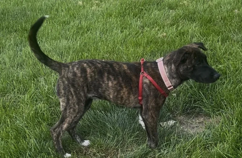 A baby medium-sized female Brindle Mixed Breed dog named Mona for adoption in Schaumburg, IL