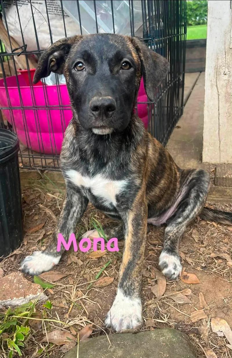 Mona thumbnail 7