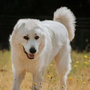 An adult large-sized male White / Cream Great Pyrenees dog named Clyde for adoption in Salem, OR