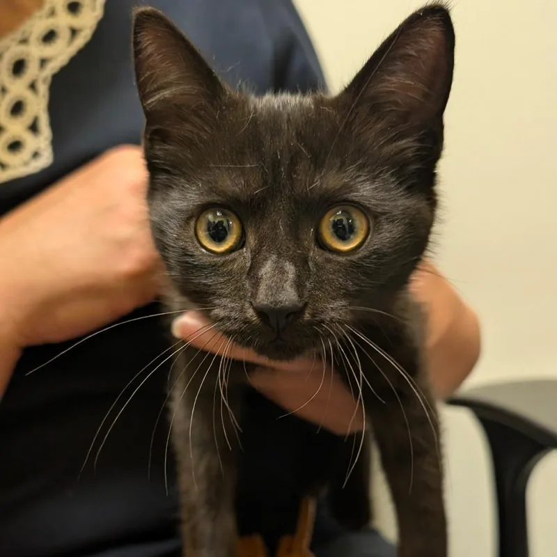 A baby small-sized female Black Domestic Short Hair cat named Lightning Bug for adoption in Charlottesville, VA