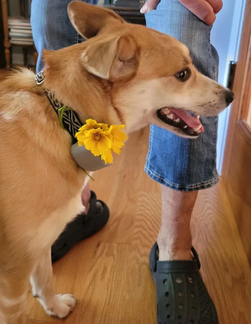 An adult medium-sized female Terrier dog named Aurora for adoption in GILBERTS, IL