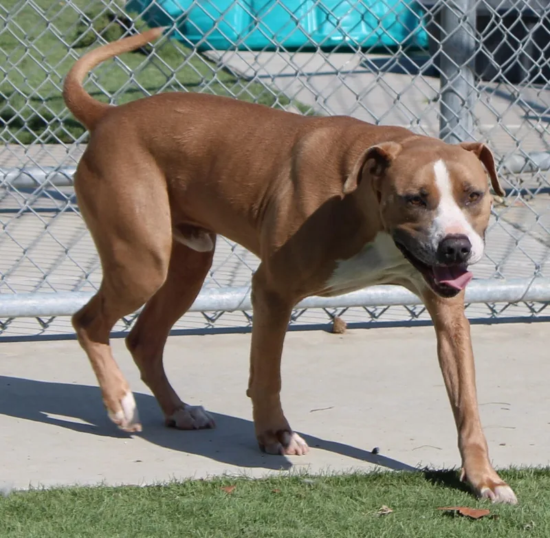 An adult large-sized male Golden American Staffordshire Terrier dog named Fletch for adoption in Wasco, CA