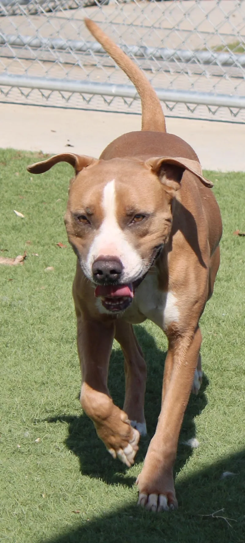 Fletch thumbnail 3
