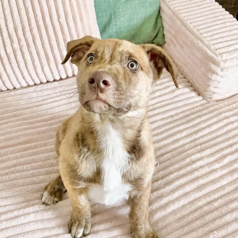 A baby medium-sized male Brindle Labrador Retriever dog named Apollo for adoption in Austin, TX