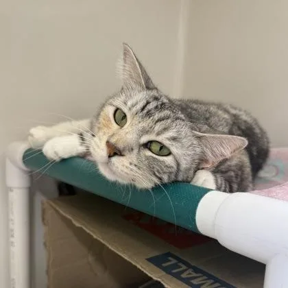 An adult small-sized female Domestic Short Hair cat named Tiki for adoption in Honolulu, HI