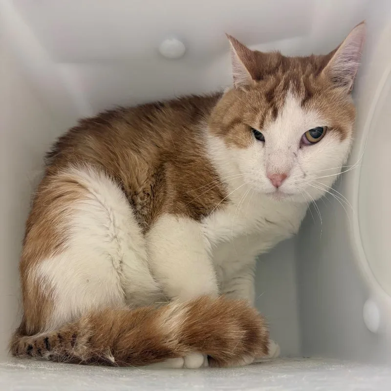 A senior large-sized male Orange / Red Domestic Short Hair cat named Jinjin for adoption in Reno, NV