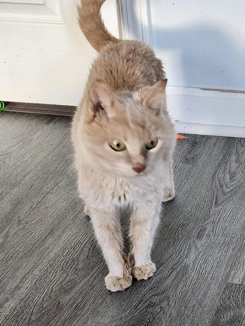 Sweet Pea thumbnail 2