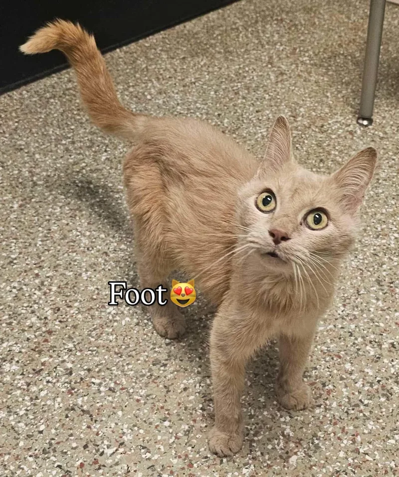 Sweet Pea thumbnail 3