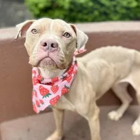 An adult medium-sized female Yellow / Tan / Blond / Fawn Mixed Breed dog named Junie Fka Butterscotch Blondie for adoption in Vassalboro, ME