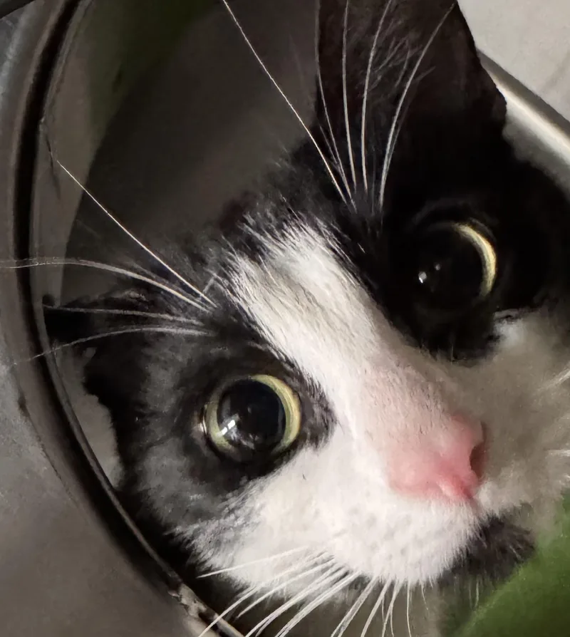 A young small-sized female Domestic Short Hair cat named Persephone for adoption in Chico, CA