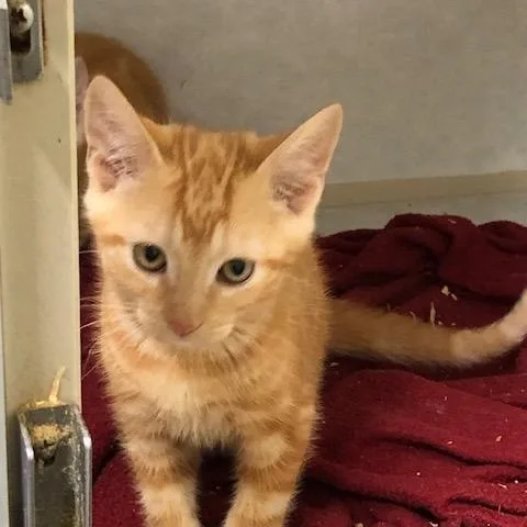 A baby medium-sized male Tabby (Orange / Red) Domestic Short Hair cat named Garfield for adoption in Washington, GA