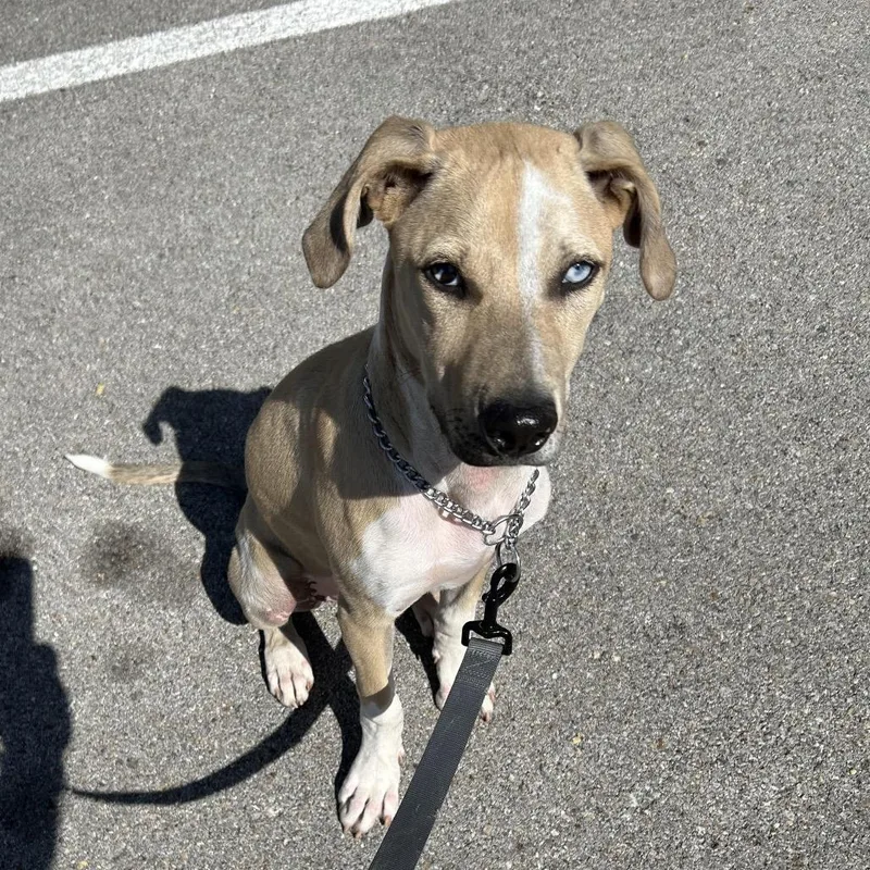 A baby medium-sized female Yellow / Tan / Blond / Fawn Catahoula Leopard Dog dog named Jolene for adoption in Waco, TX