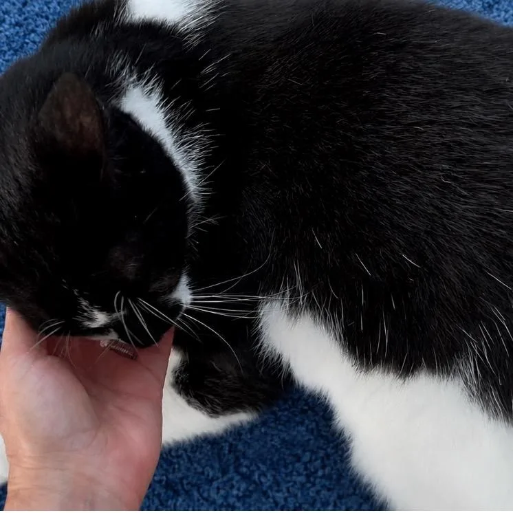 An adult large-sized male White Domestic Short Hair cat named Jetson for adoption in Boston, MA