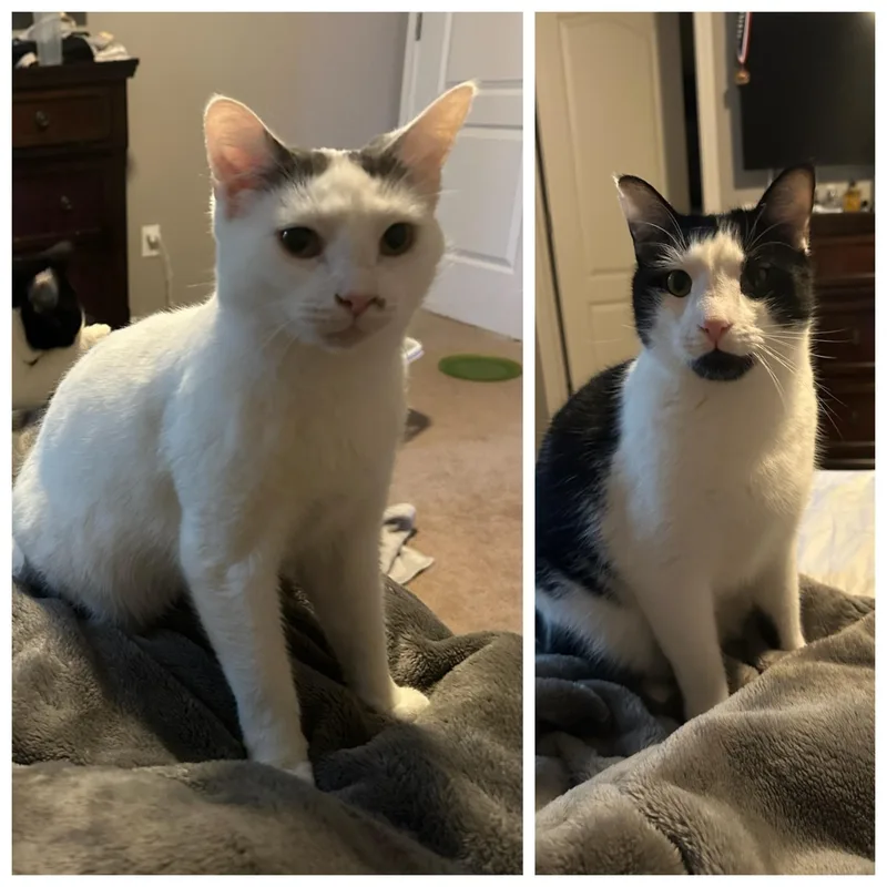 An adult medium-sized female Domestic Short Hair cat named Moo & Mama Bear for adoption in Honeoye, NY