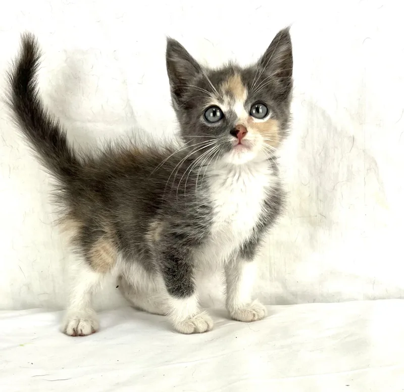 A baby medium-sized female Dilute Calico Domestic Short Hair cat named Tajin for adoption in Gainesville, VA
