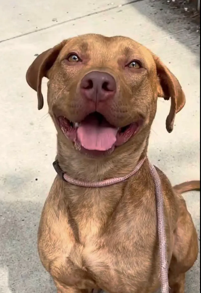A young medium-sized male Golden Bull Terrier dog named Rusty for adoption in Tinton Falls, NJ