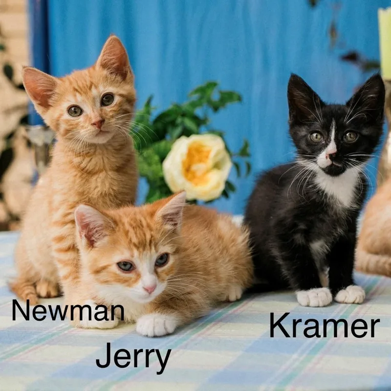 Newman KreftGutierrez thumbnail 5
