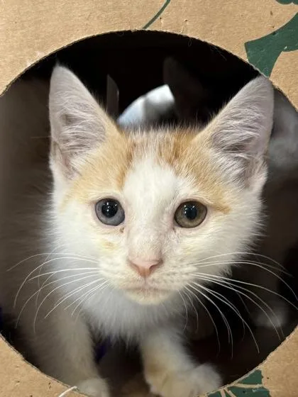 A baby small-sized male Domestic Short Hair cat named RavenClaw The Cat for adoption in West Chester, PA