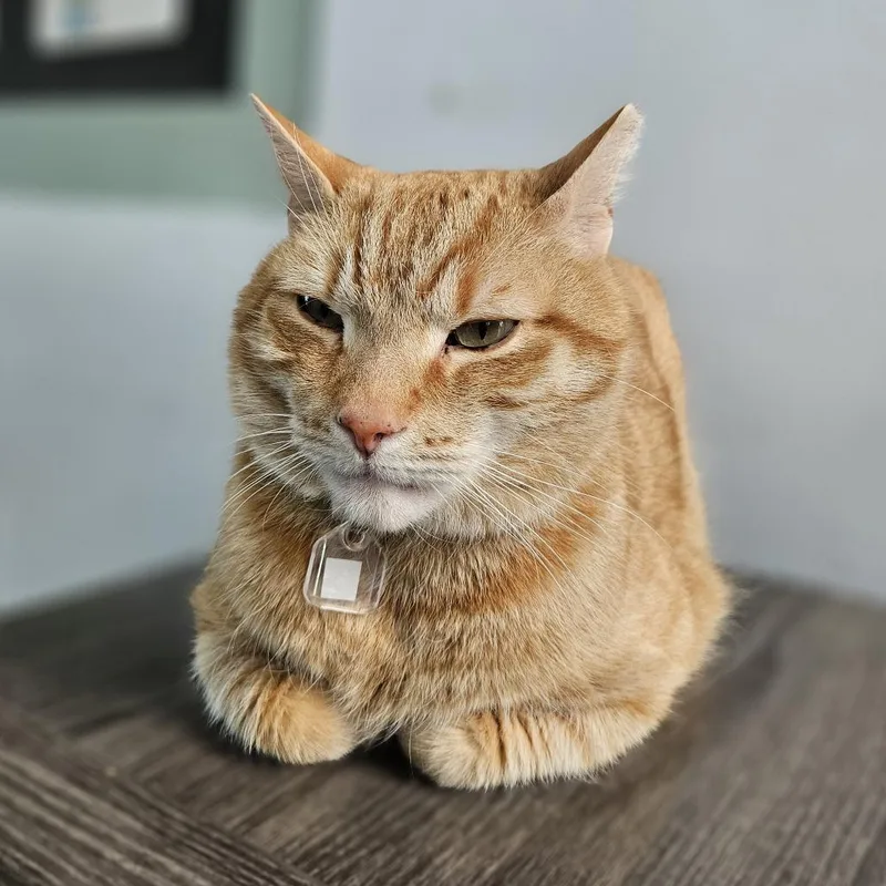 A senior large-sized male Orange / Red Domestic Short Hair cat named Otis for adoption in Lakewood, CO