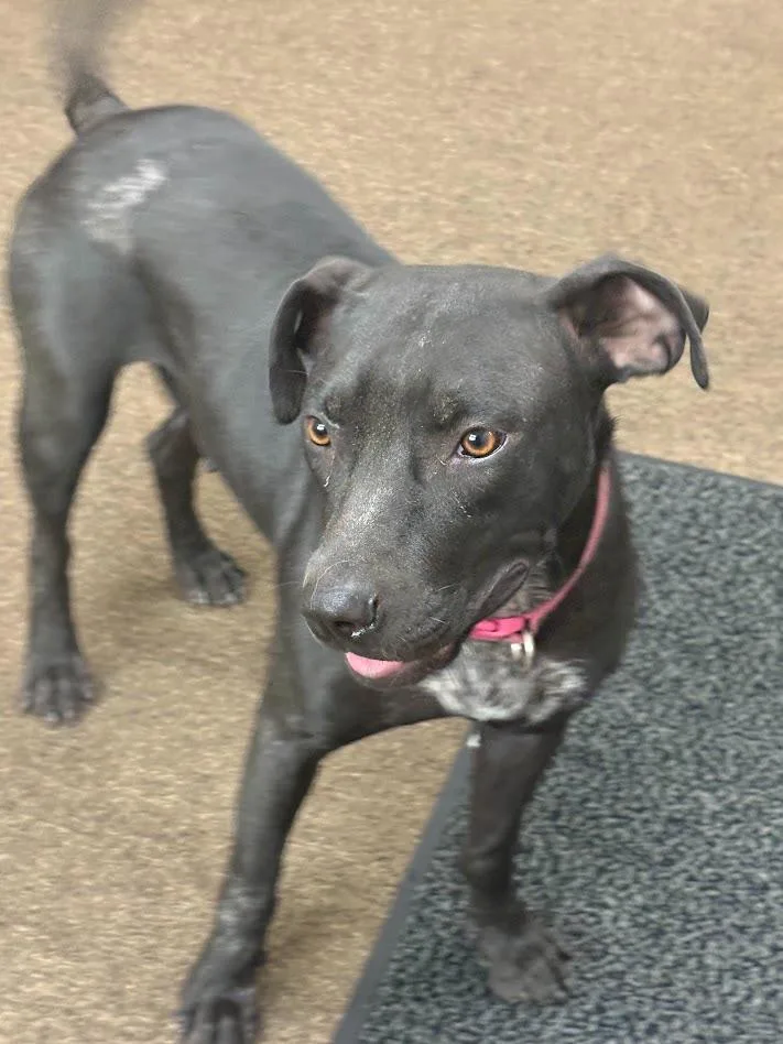 A young medium-sized female Mixed Breed dog named Sandy for adoption in Effingham, SC