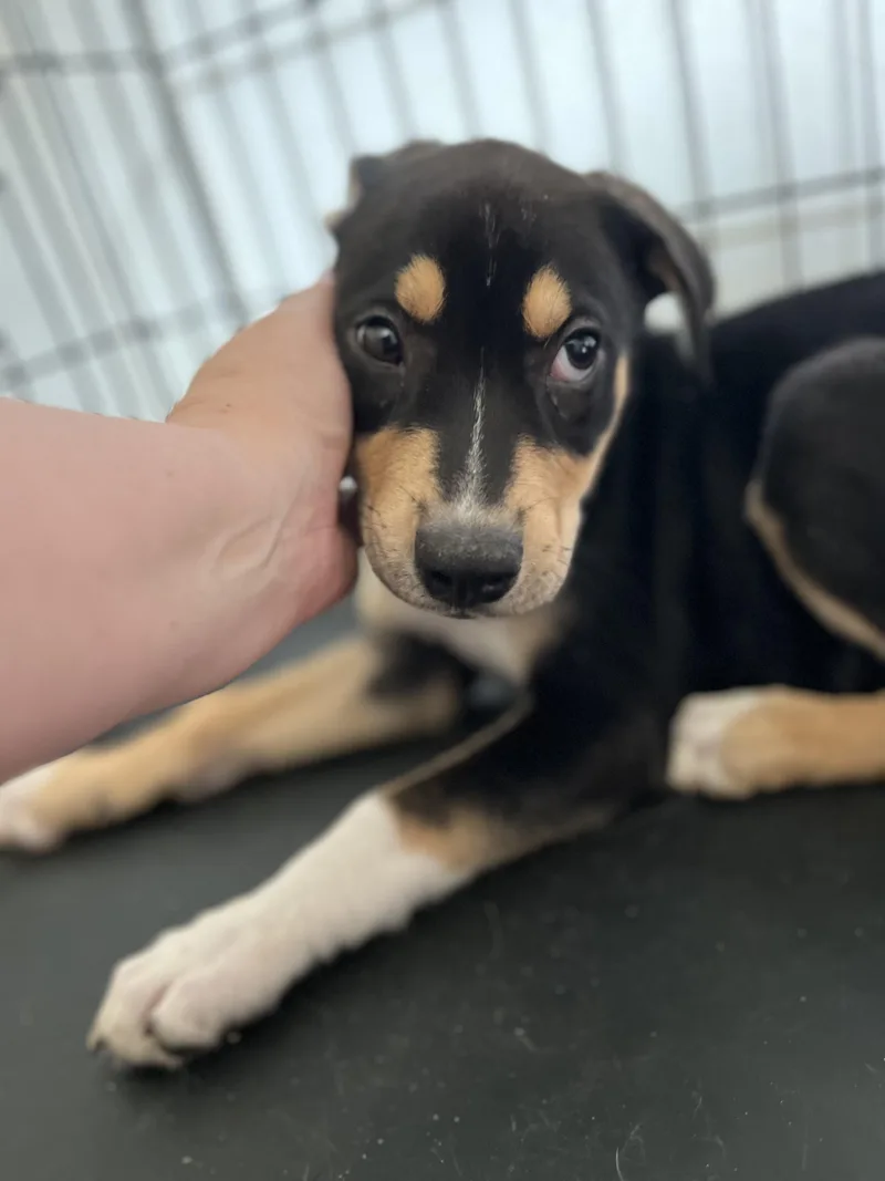 A baby medium-sized male Tricolor (Brown, Black, & White) Rottweiler dog named Cisco for adoption in Houston, TX