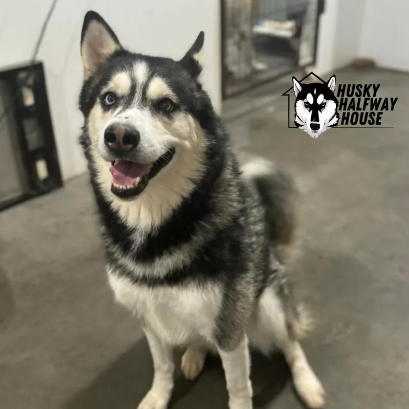 Huckleberry thumbnail 2