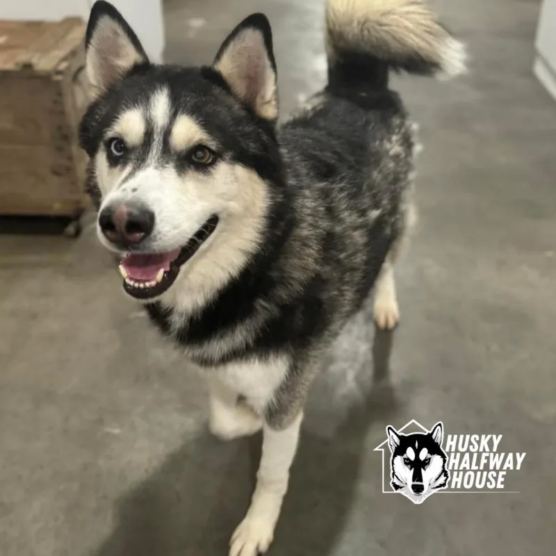 Huckleberry thumbnail 4