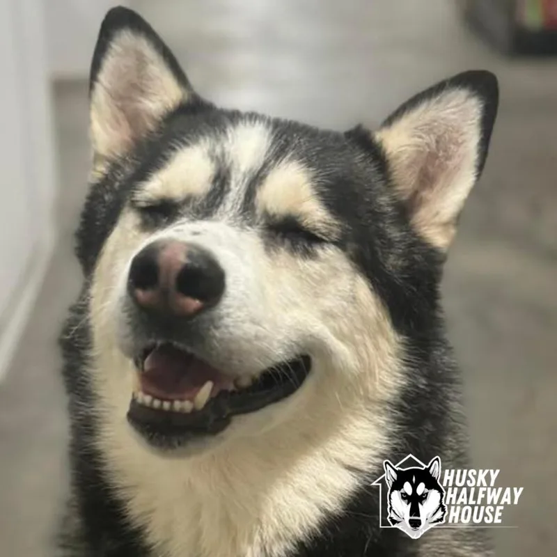 Huckleberry thumbnail 5