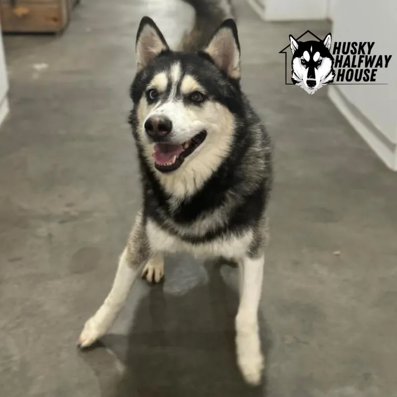 Huckleberry thumbnail 6