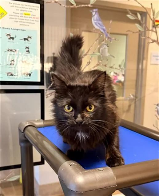 A young medium-sized female Domestic Medium Hair cat named Ocean for adoption in Statesville, NC