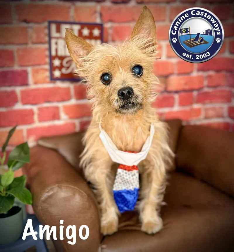 A senior small-sized male Yellow / Tan / Blond / Fawn Cairn Terrier dog named Amigo for adoption in Arcadia, FL