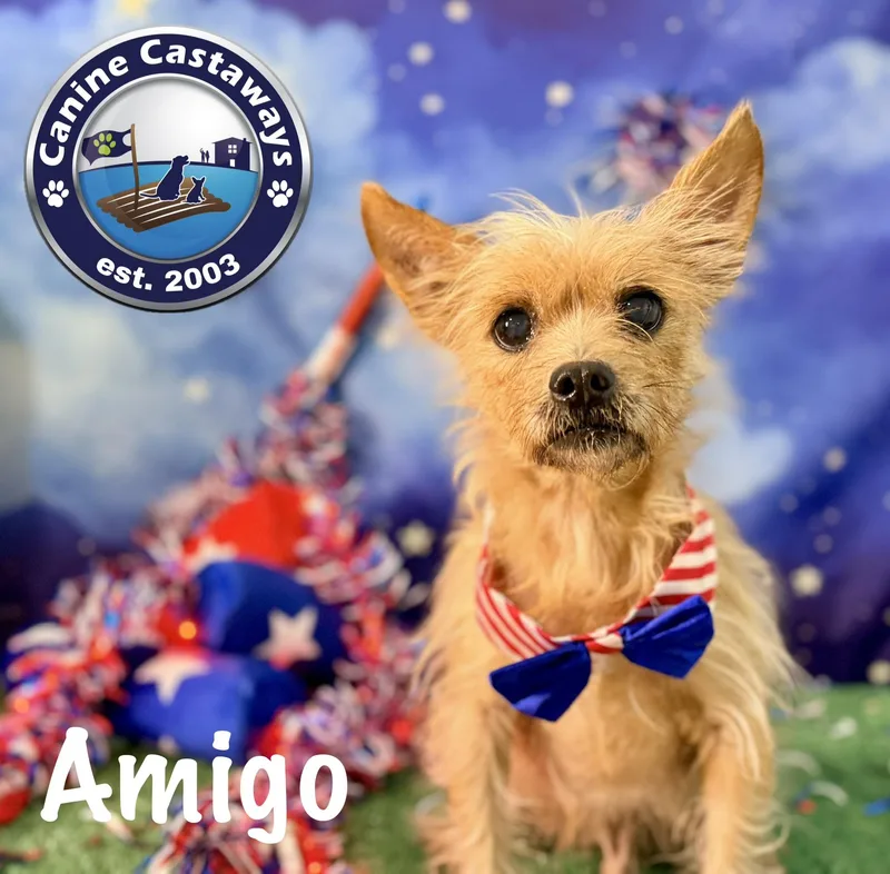 Amigo thumbnail 2