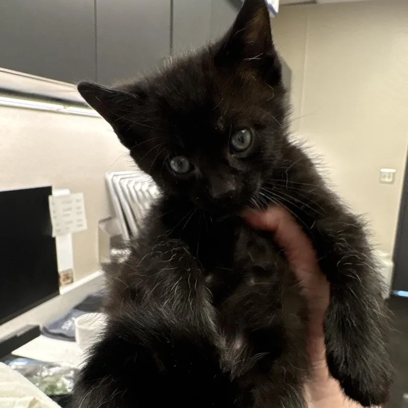 A baby small-sized male Black Domestic Short Hair cat named Acrobat for adoption in Morganton, NC
