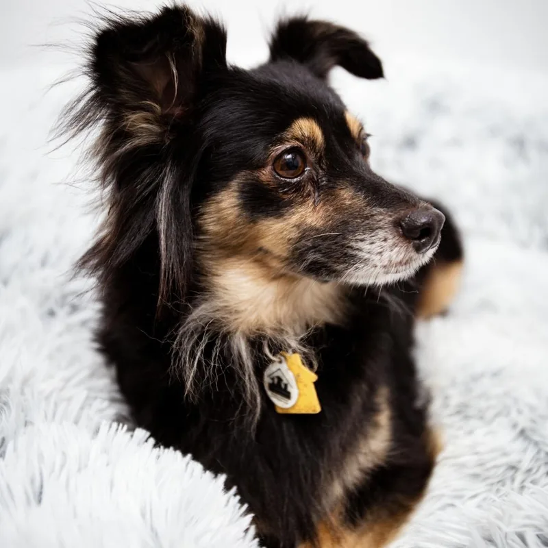 A young small-sized female Black Papillon dog named Lilac for adoption in Santa Monica, CA