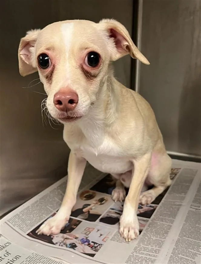 A young small-sized male Chihuahua dog named Bruce Wayne for adoption in Van Nuys, CA