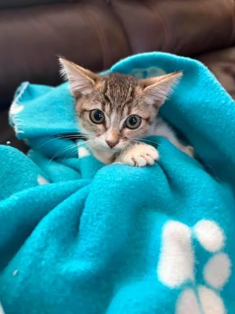 A baby medium-sized male Tabby (Gray / Blue / Silver) American Shorthair cat named Tequila for adoption in Poway, CA